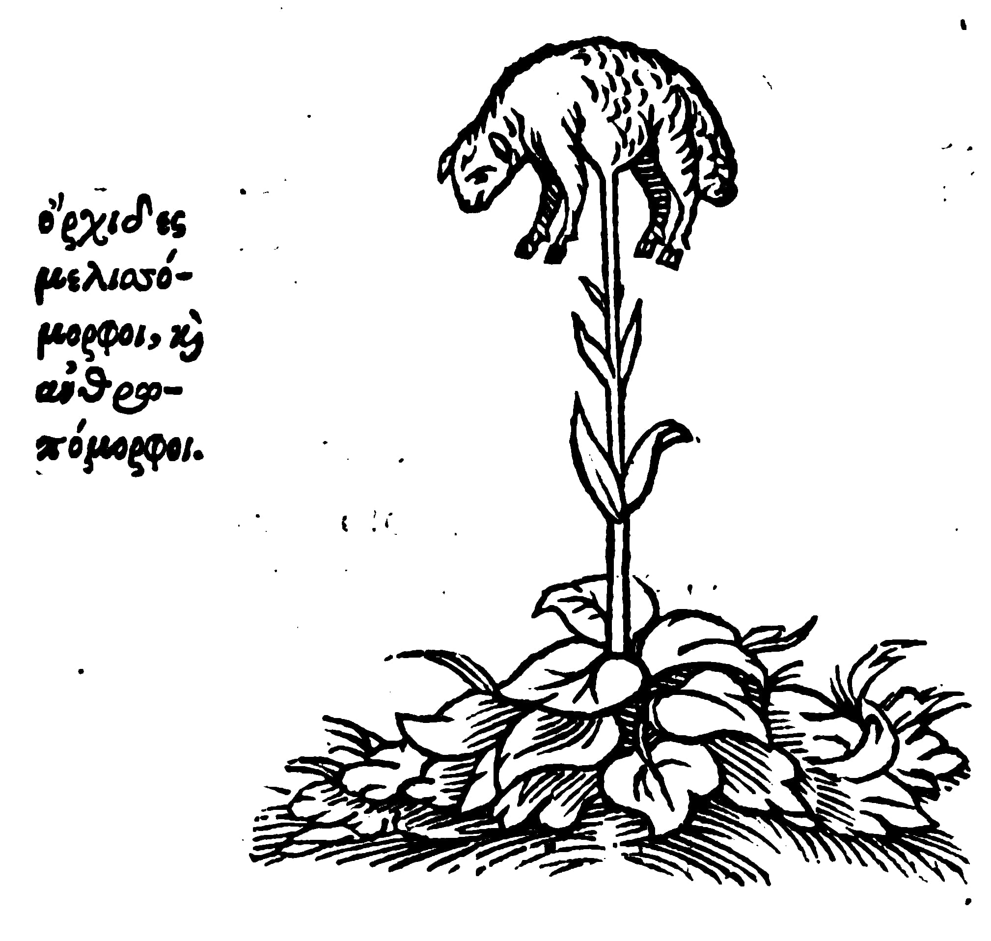 Espèces en voie d’apparition. Bestiaires imaginaires et encyclopédies animalières fictives